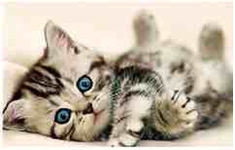 Алмазная вышивка (мозаика) "Котенок"