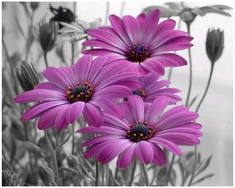 Алмазная картина (мозаика) "Стильные герберы"